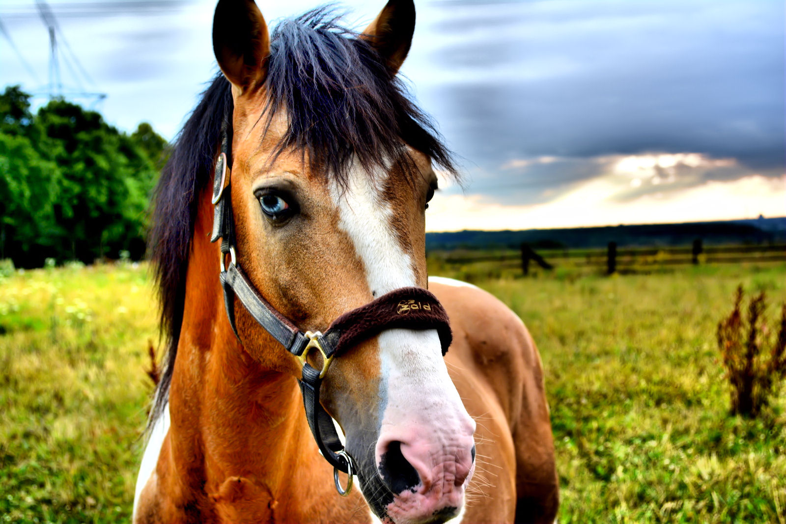 blauäugige Pferd