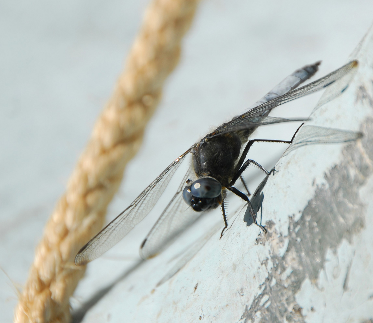 Blauäugige Schönheit