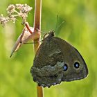 Blauäugige Waldportier (Minois dryas)