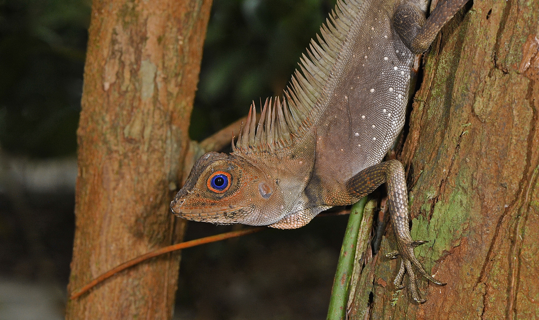 Blauäugige Winkelkopf-Agame - Gonocephalus liogaster