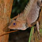 Blauäugige Winkelkopf-Agame - Gonocephalus liogaster