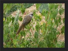 Blauäugiger Felsenkirchen - Vogel