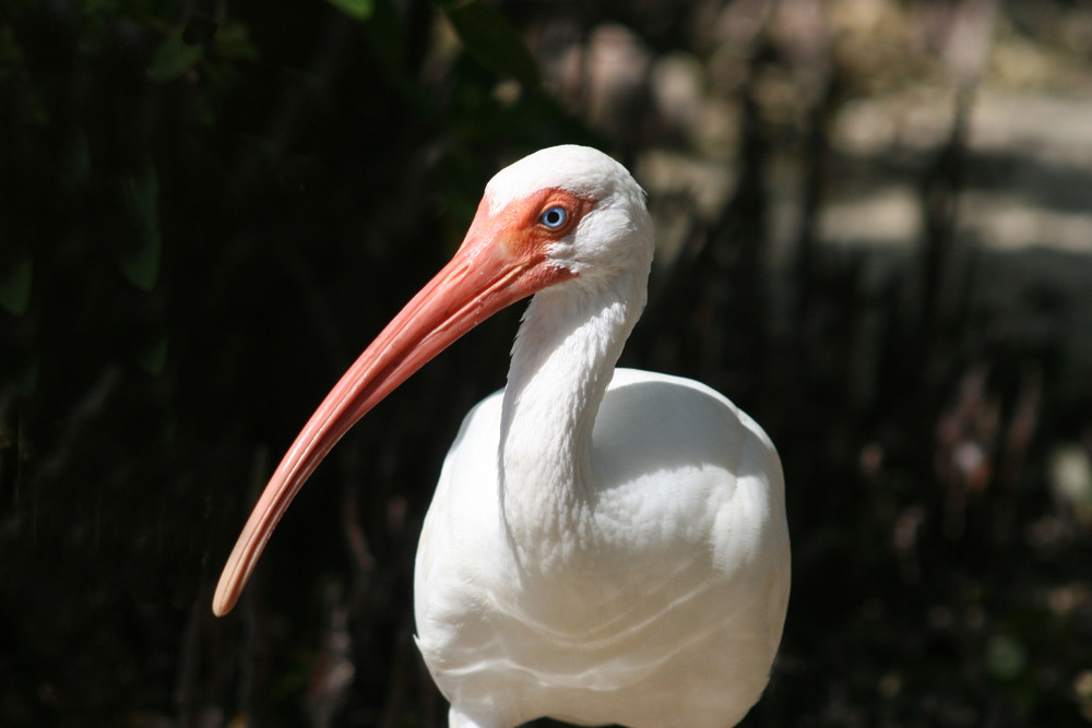 Blauäugiger Ibis