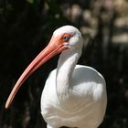 Blauäugiger Ibis