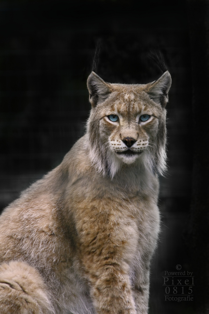 Blauäugiger Luchs ;-) 