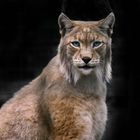 Blauäugiger Luchs ;-) 