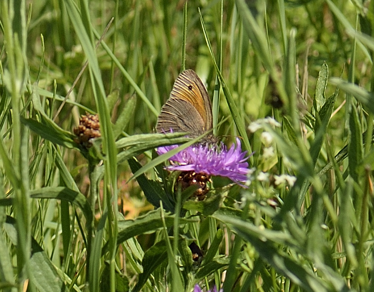 Blauäugiger Waldportier