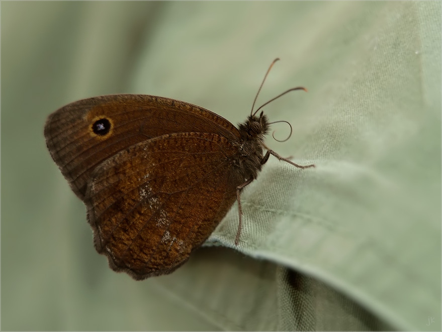 Blauäugiger Waldportier