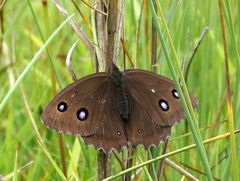 Blauäugiger Waldportier