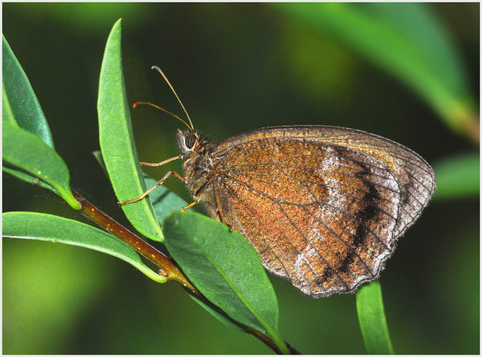 Blauäugiger  Waldportier