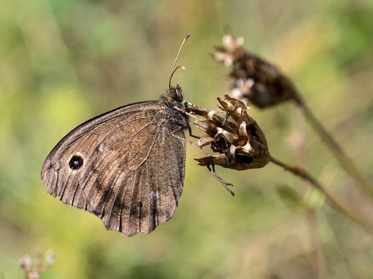 Blauäugiger Waldportier