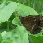   Blauäugiger Waldportier