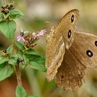 Blauäugiger Waldportier (Edelfalter) - Minois dryas