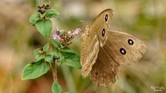 Blauäugiger Waldportier (Edelfalter) - Minois dryas