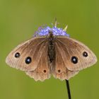 Blauäugiger Waldportier - herzlichen Dank für die Bestimmungshilfe 