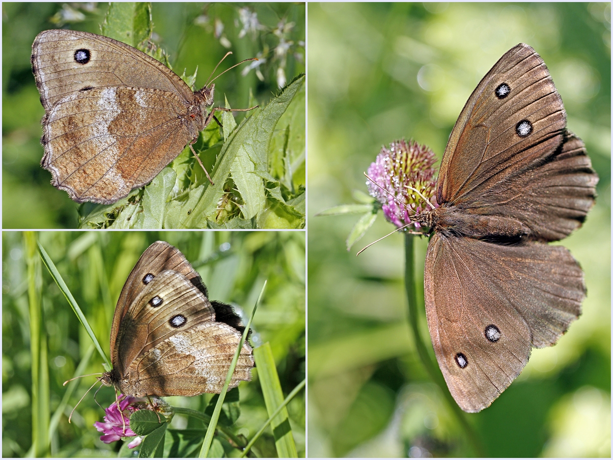 Blauäugiger Waldportier (Minois dryas)