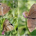 Blauäugiger Waldportier (Minois dryas)