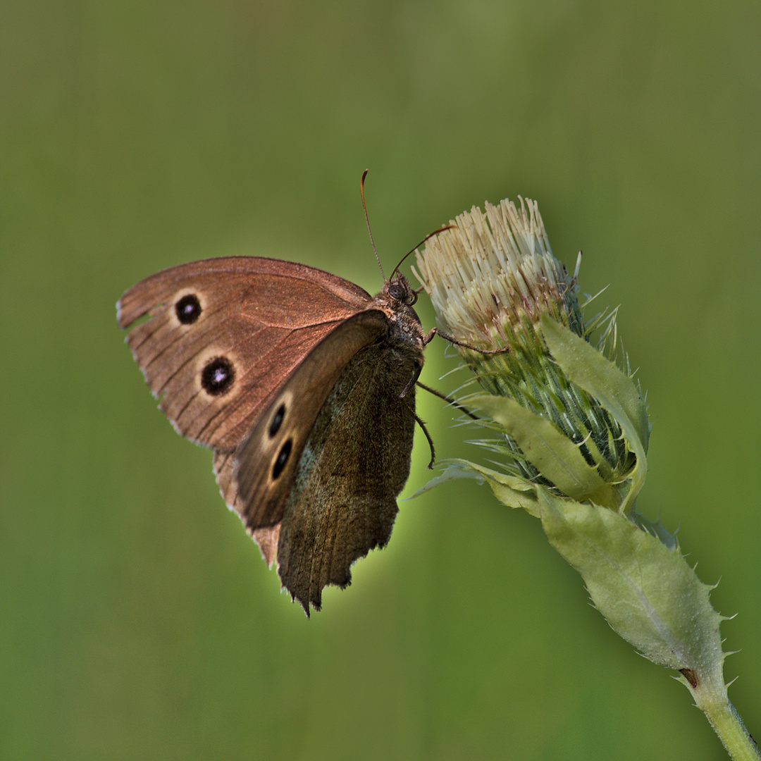 Blauäugiger Waldportier (Minois dryas) 2