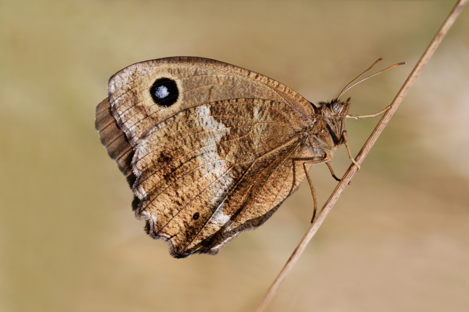 Blauäugiger Waldportier (Minois dryas)