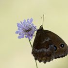 Blauäugiger Waldportier (Minois dryas)