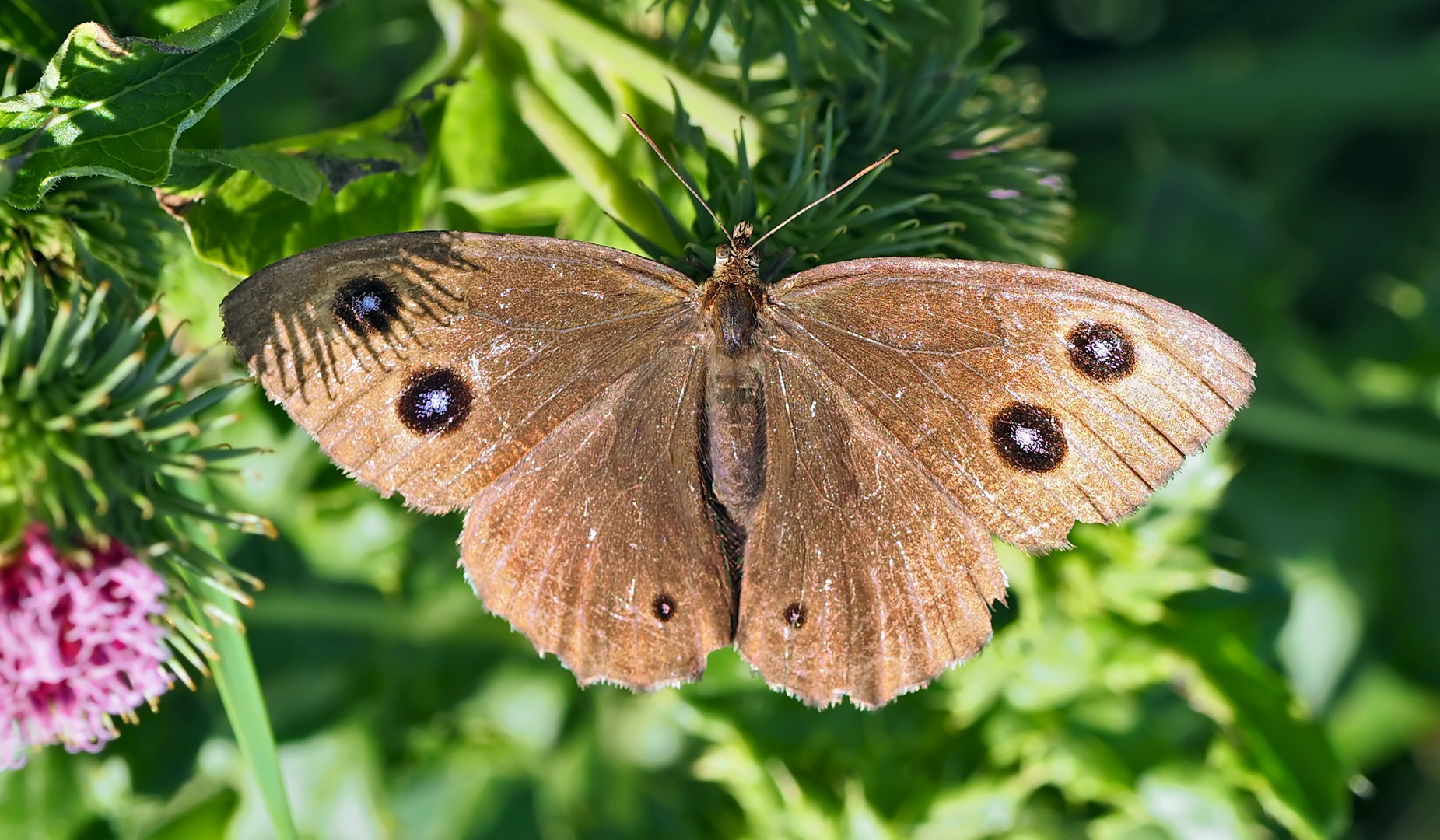 Blauäugiger Waldportier (Minois dryas) - Grand nègre des bois. 