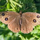 Blauäugiger Waldportier (Minois dryas) - Grand nègre des bois. 