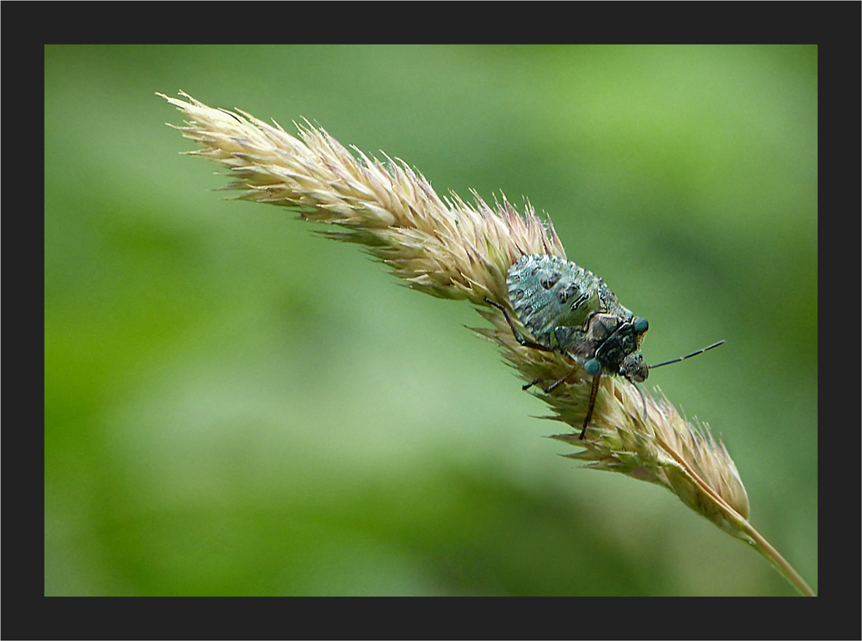 Blauäugiges Wanzenkind