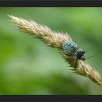 Blauäugiges Wanzenkind