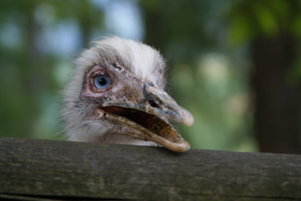 Blauäuige Schönheit