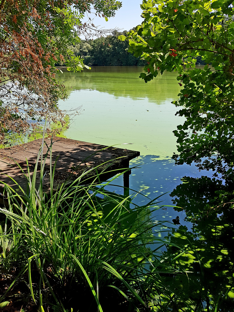 Blaualgen-Alarm am Grossen De-Witt-See