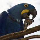 Blauara Zoo Wuppertal