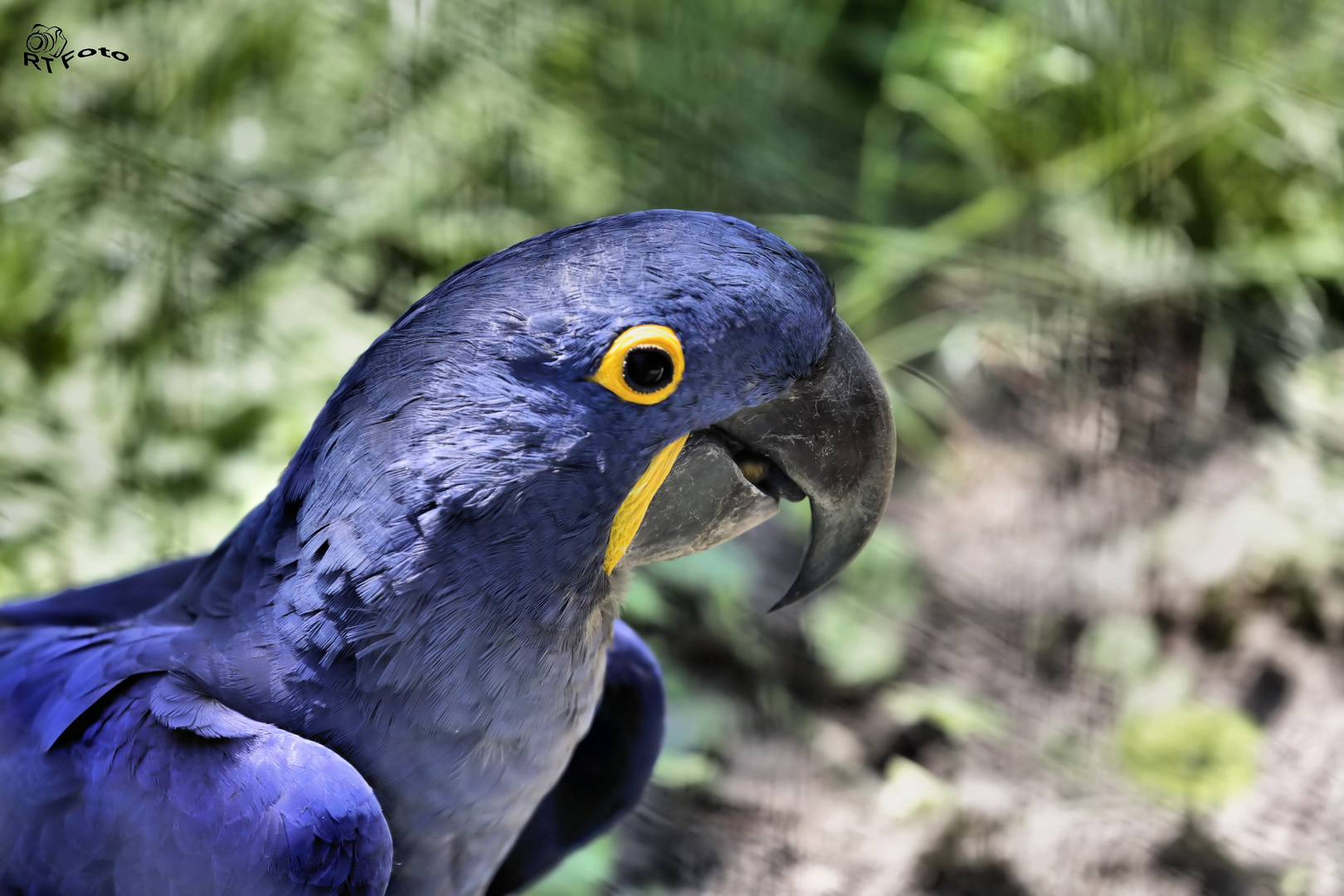 Blauaras (Anodorhynchus)