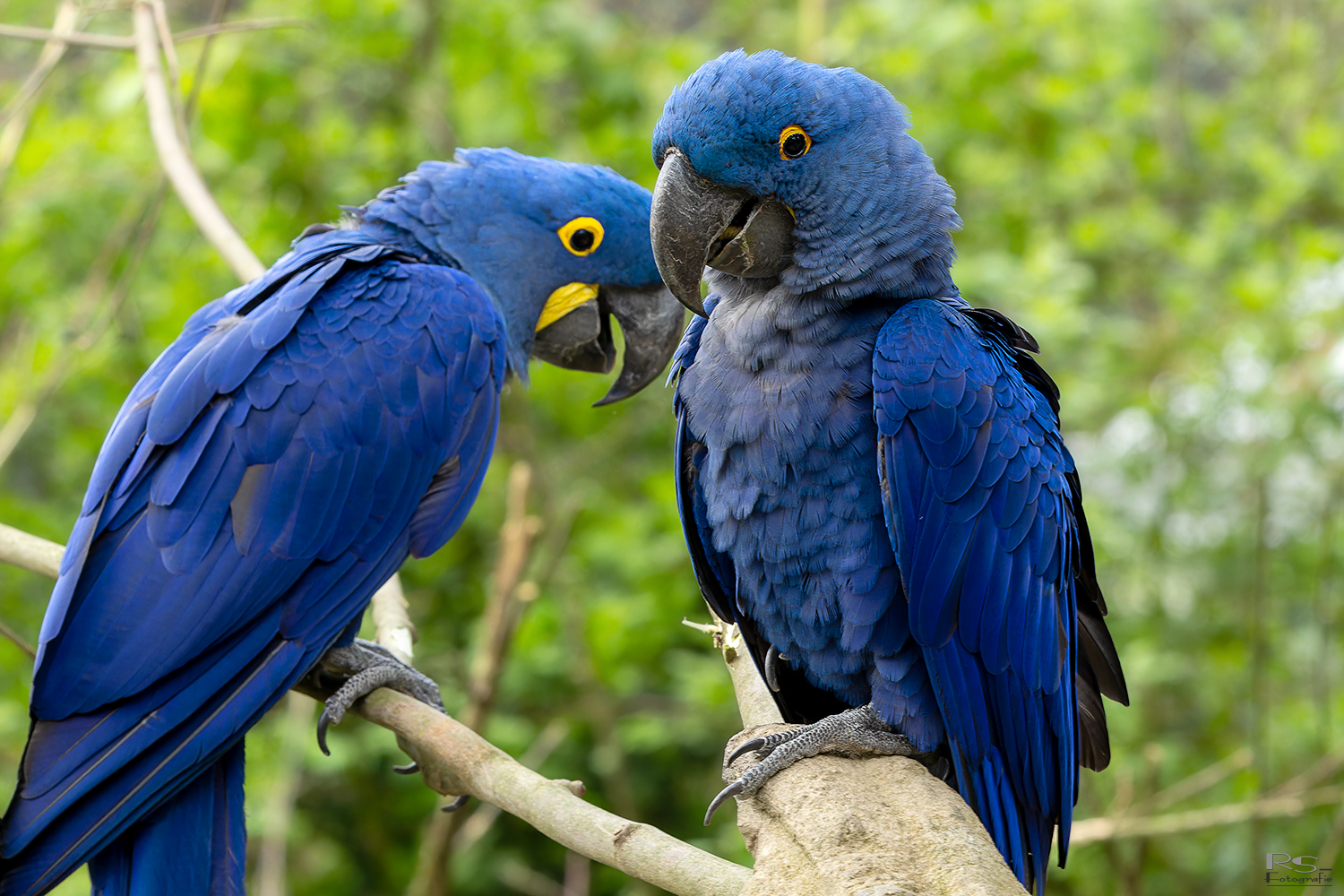 Blauaras im Zoo