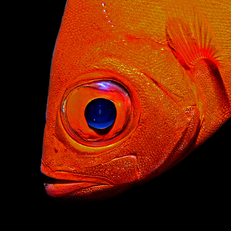 Blauauge Foto & Bild unterwasser, uwsalzwasser, naturkreativ Bilder