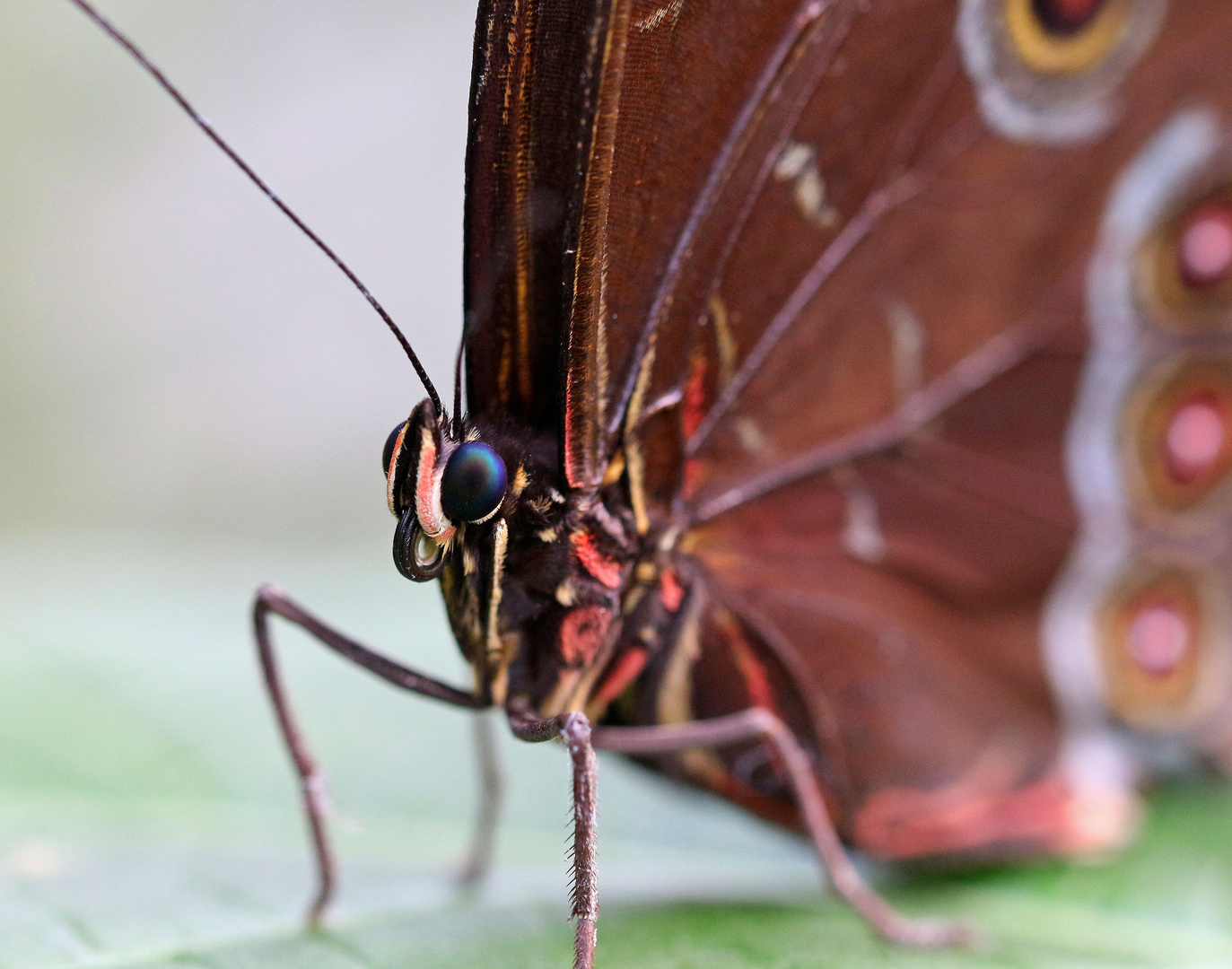 Blauauge Foto & Bild tiere, wildlife, schmetterlinge Bilder auf