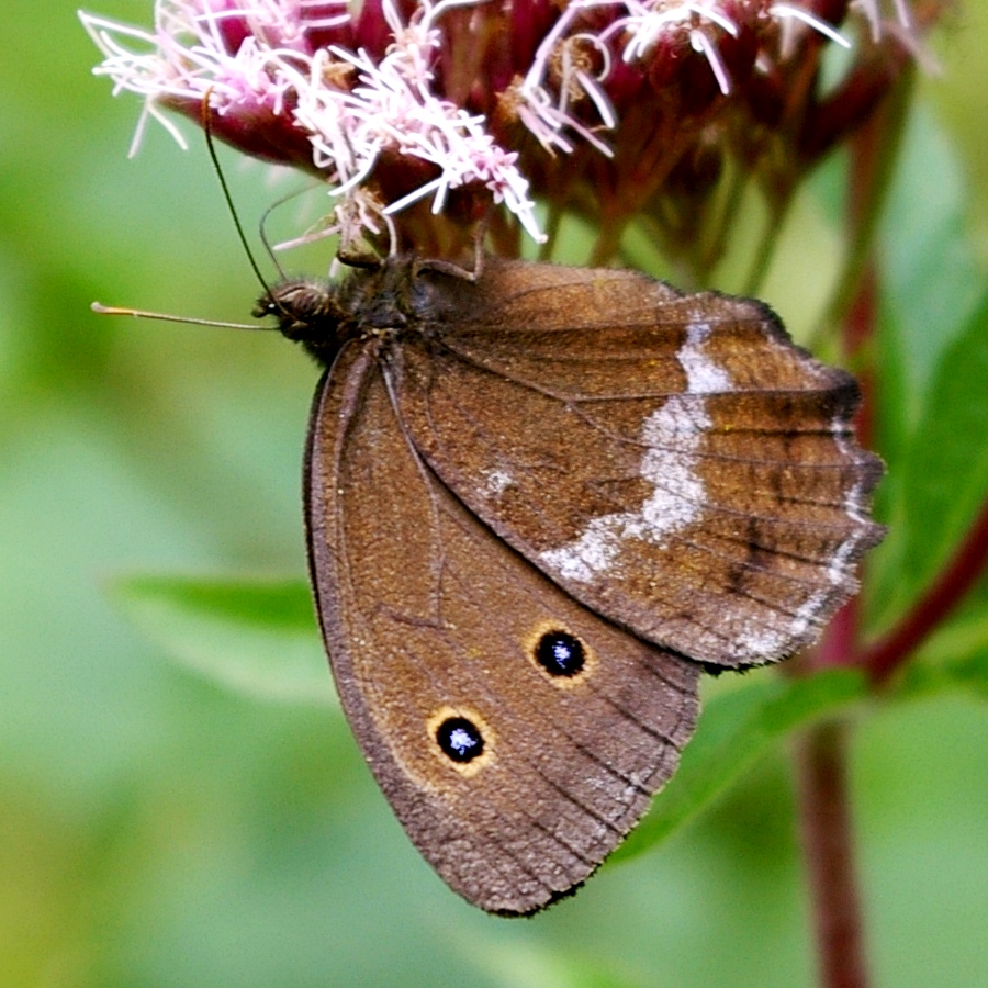 Blauauge (Minois dryas)