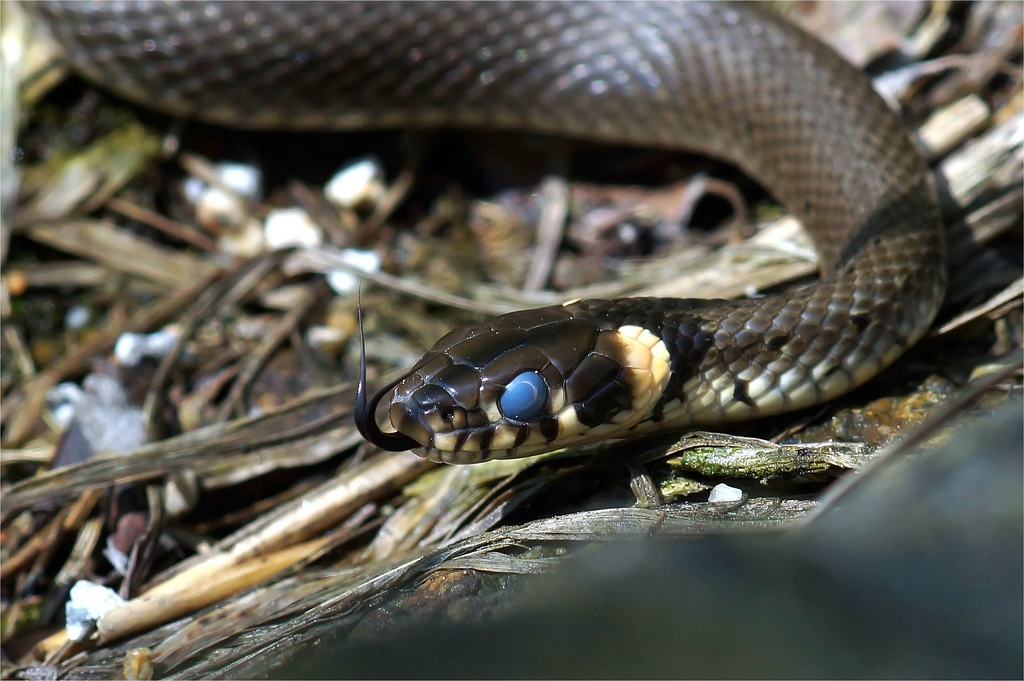 Blauauge - Natrix natrix vor der Häutung