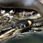 Blauauge - Natrix natrix vor der Häutung