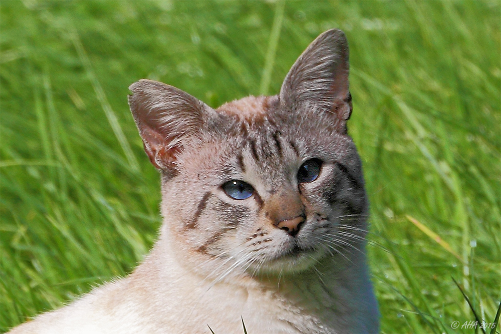 Blauauge- Portrait