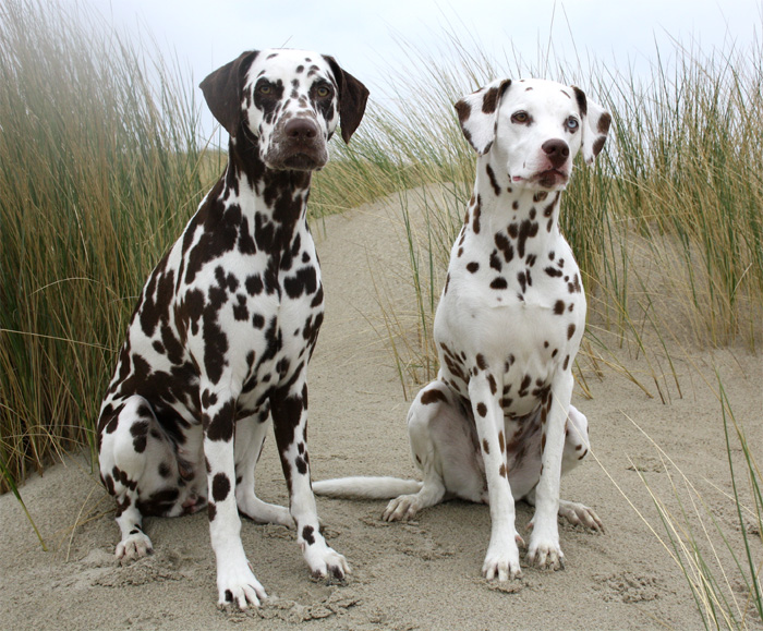 Blauauge Zoe und Braunöhrchen Abby