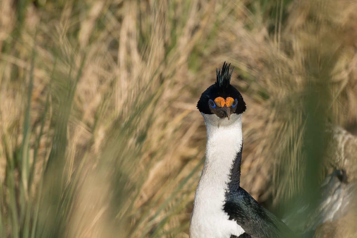 Blauaugen Kormoran auf Kidney Island/Falkland