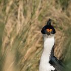 Blauaugen Kormoran auf Kidney Island/Falkland