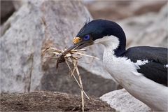 Blauaugenkormoran