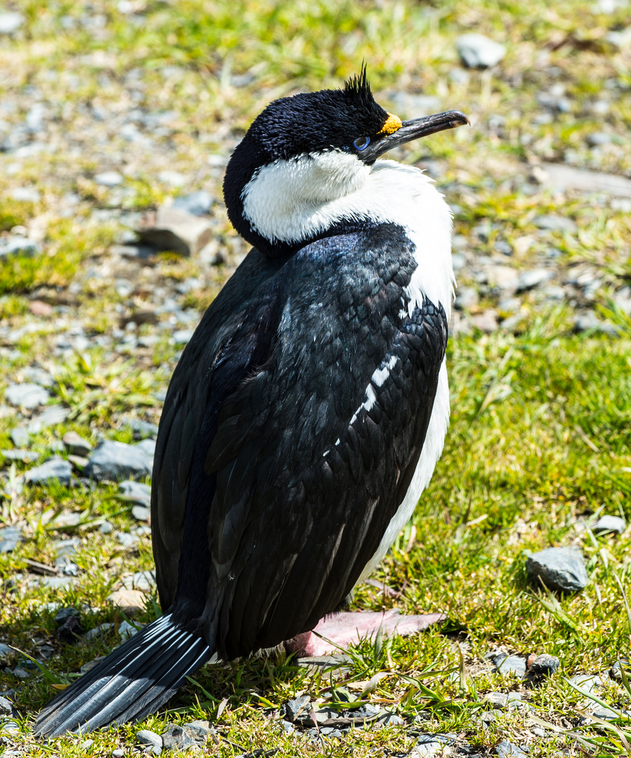 Blauaugenkormoran