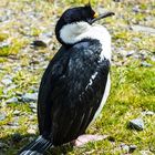 Blauaugenkormoran