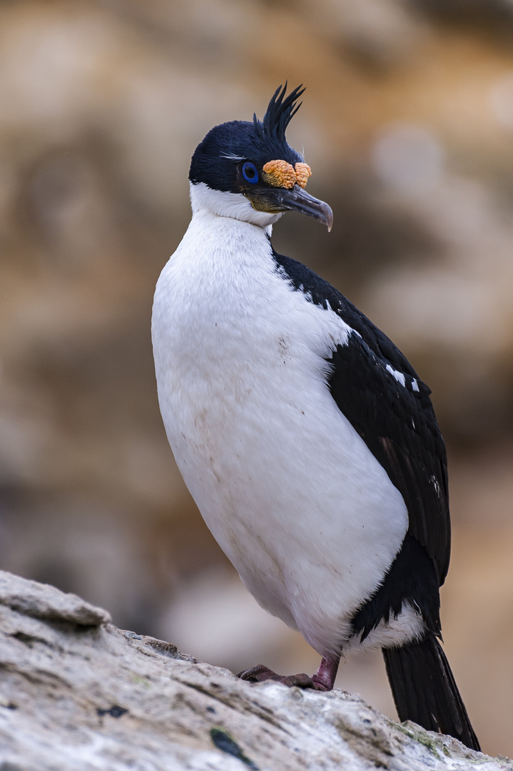 Blauaugenscharbe, South Pole, Antarktis, Falklandinsel