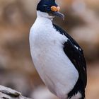 Blauaugenscharbe, South Pole, Antarktis, Falklandinsel