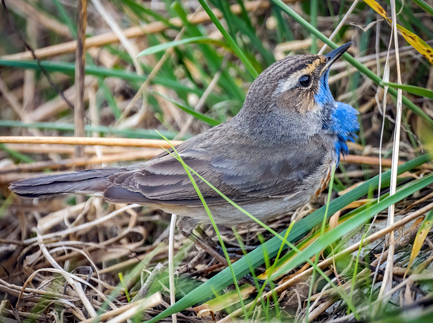 "BLAUBART"  ähhhh Blaukehlchen