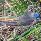 "BLAUBART"  ähhhh Blaukehlchen