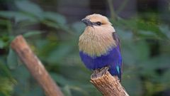 Blaubauchracke von Vorne